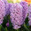 Hyacinth Splendide Cornelia 0000298 62312