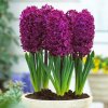Hyacinth Woodstock 0000373 67555