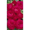 Růže pnoucí - popínavé