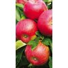 Jabloň Topaz