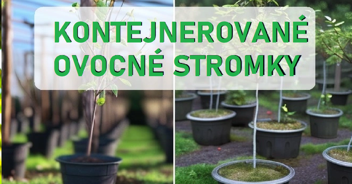 Ovocné stromky v kontejneru: Plody dříve a celoroční sázení bez omezení!