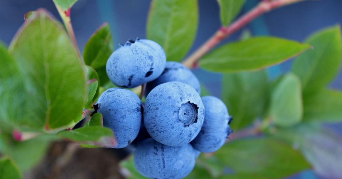 Jak se pěstují a co nám nabízí kanadské borůvky?