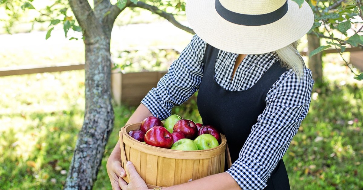 Obyčejné jablko, zázrak pro naše zdraví!