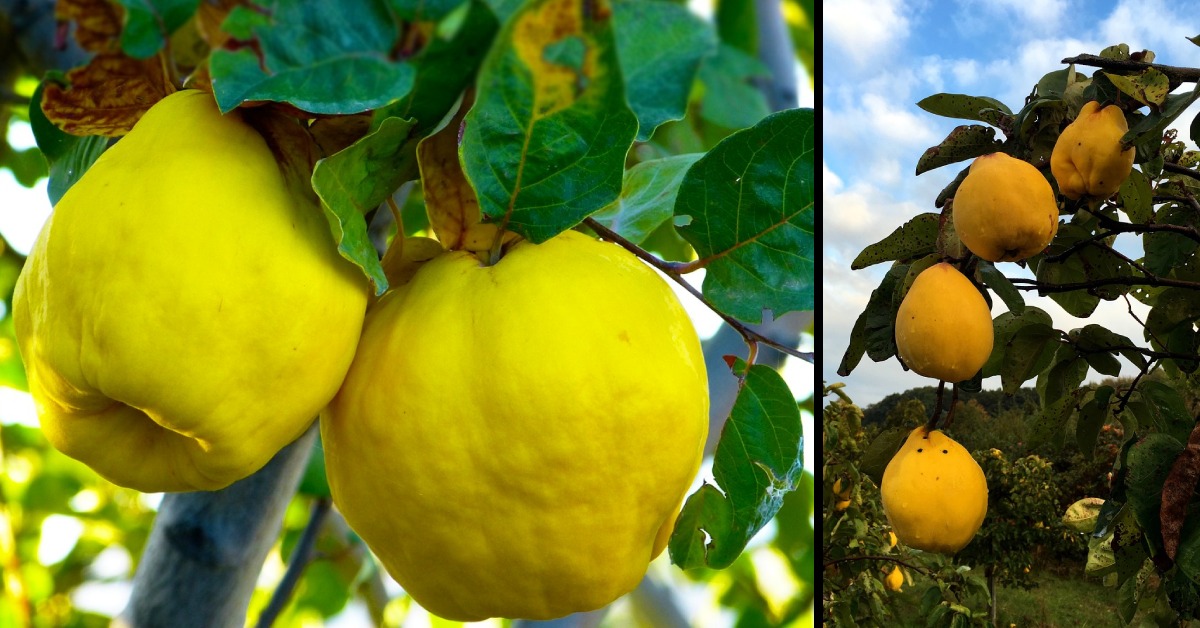 Kdoule je plod stromu kdouloně