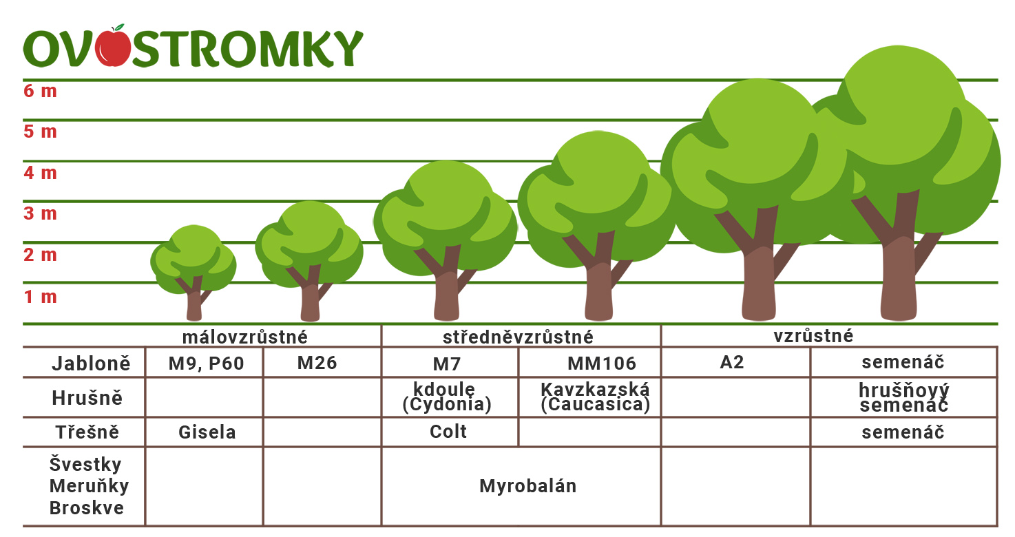 Podnože a velikosti ovocných stromů