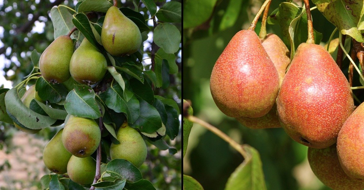 Sloupovité hrušně - zajímavá alternativa k tradičním odrůdám hrušek