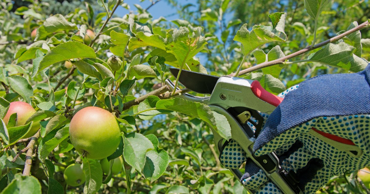 Kdy a jak stříhat ovocné stromy?
