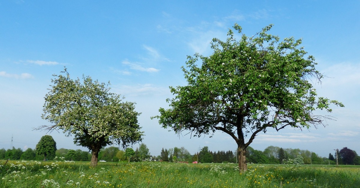 Velikosti ovocných stromů obecně