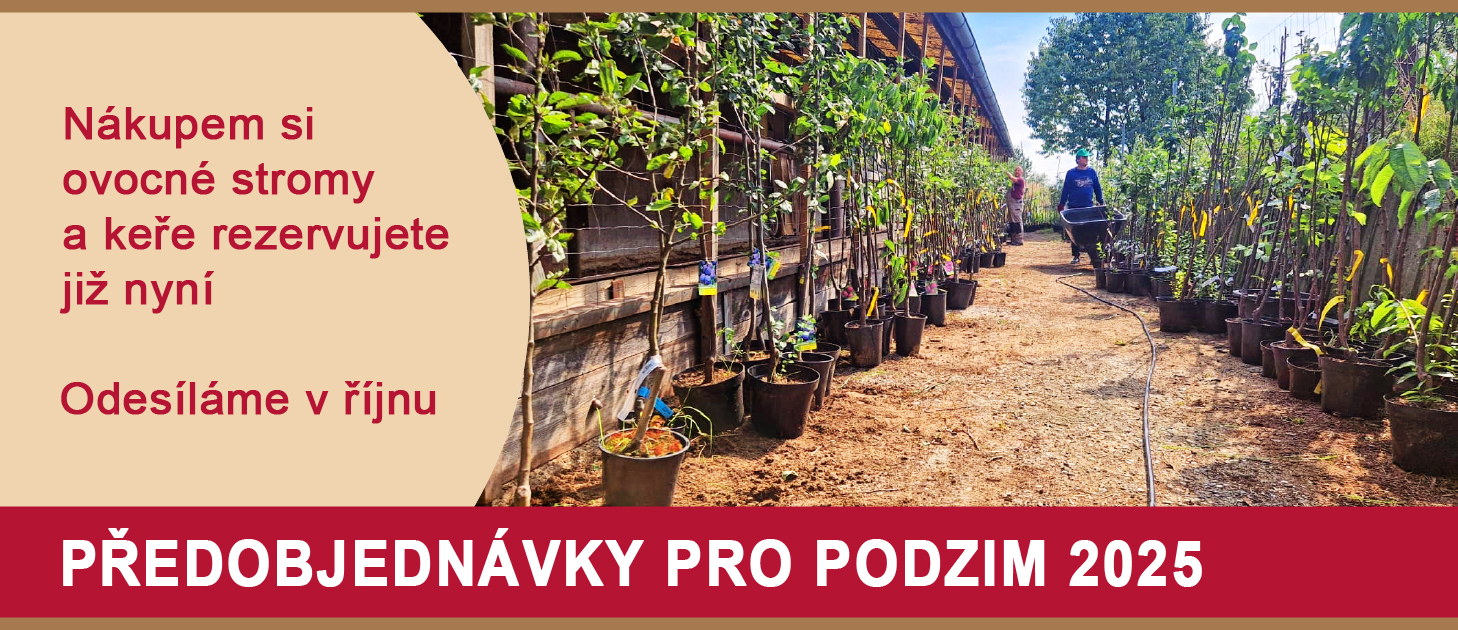 Letní předobjednávka