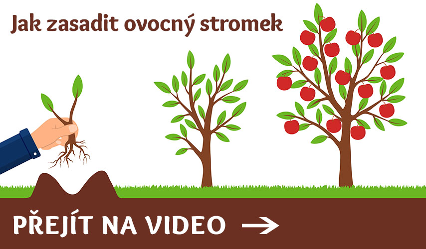 Jak zasadit ovocný stromek video