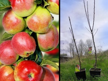 Arbat sloupovitá jablon ovostromky