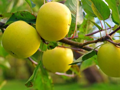 jablon smiřické vzácné ovostromky