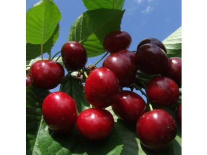 3043 1 tresen regina colt odolna i do vyssich poloh