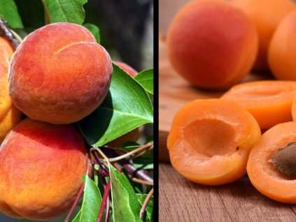 3138 merunka harogen ovostromky