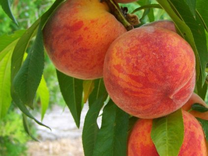 3427 1161 1 inka broskvon ovostromky