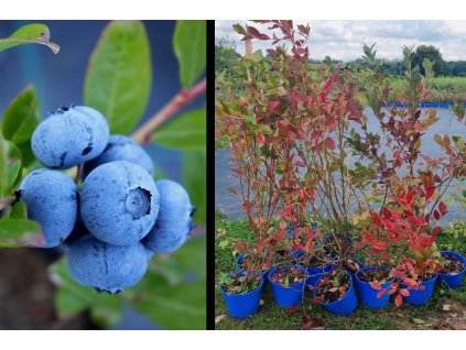 2262 kanadske boruvky mix odrud ovostromky