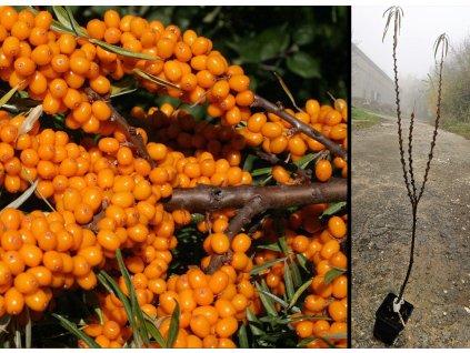 1689 1689 rakytnik samec