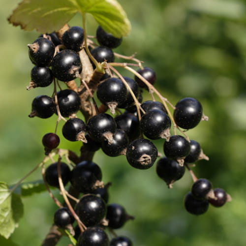 Černý stromkový rybíz Tisel (meruzalka) - odolný, velké plody