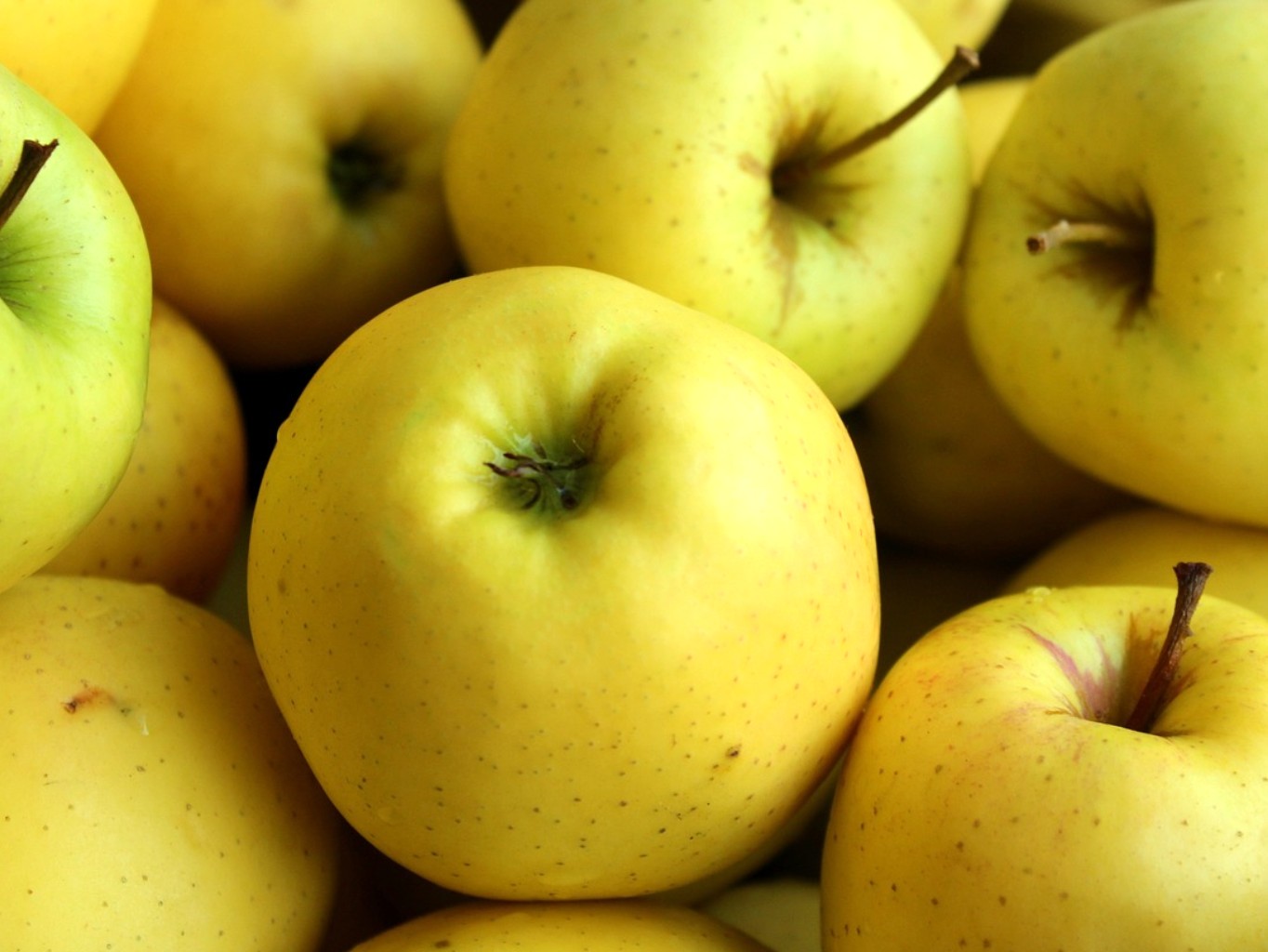 Jabloň Golden Delicious M26 - bohatě plodící strom, žlutozlatá jablka