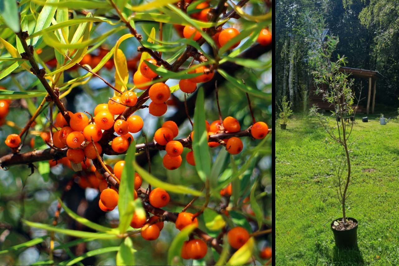 Rakytník řešetlákový Botanica samec - kontejner