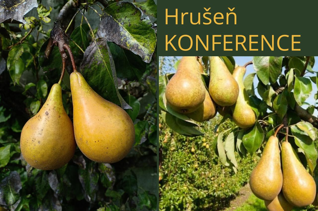 Hrušeň Konference - kontejner