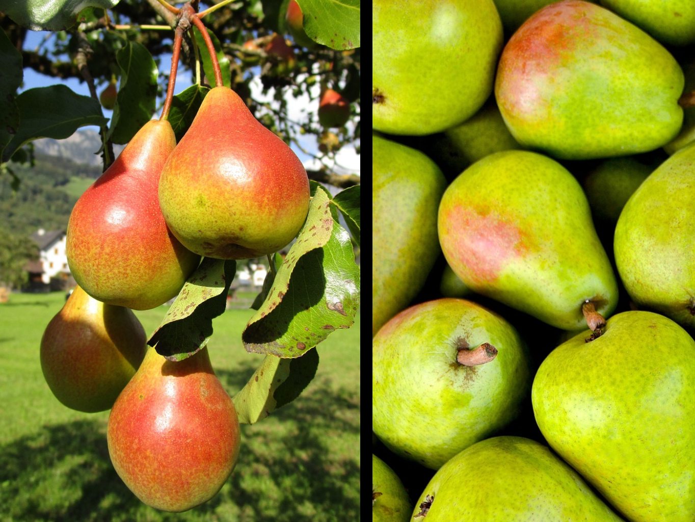 Hrušeň Grosdemange - kontejner