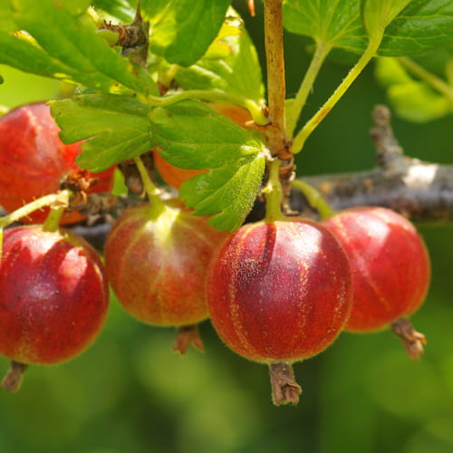 Angrešt stromkový Hinnonmaki Red