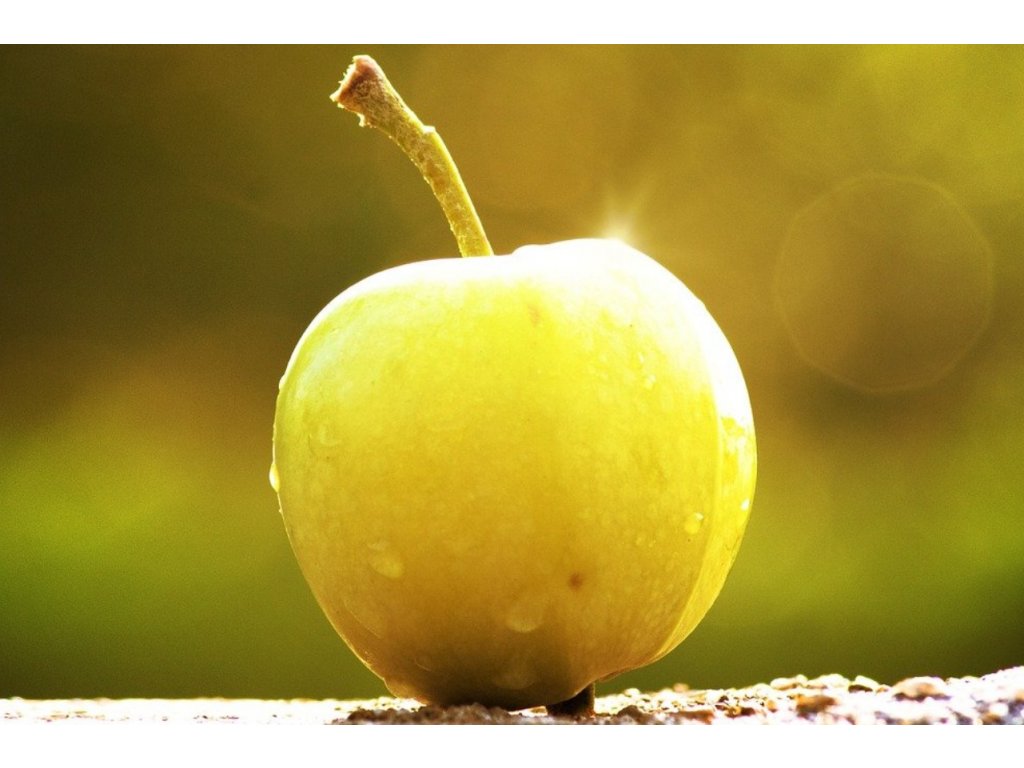 Jabloň Průsvitné letní M7 - nejranější prázdninové jablko