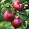 pettik Create a hyper realistic image of a apple tree Malus do 649f2782 6fb5 45b5 b228 f21089a0b473