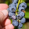Kanadská borůvka 'Bluecrop' - kontejner