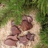 dřevěné rybičky, srdíčka, hvězdičky a zvonečky v malé velikosti a hnědé barvě. leží na dřevité vatě s borovicí v pozadí