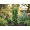 VRTNA PERGOLE OBELOID (stup) 40 x 40 x 190 CM (+ KOTVE) *0309