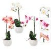 MŰNÖVÉNY - ORCHIDEA MIX 3 SZÍN 42 CM 1 DBSZ