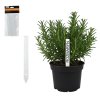 Set de 20 etichete pentru plante 13 x 1,6 cm