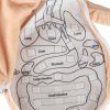 Lalka maskotka nauka anatomii dziewczynka 178712