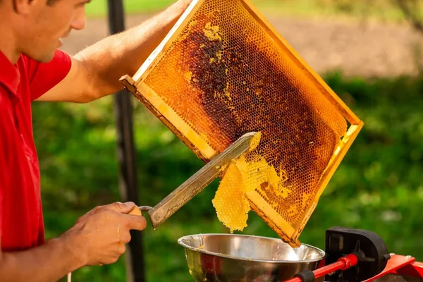 Jednostranne zúbkovaný nôž na odviečkovanie plástov CH-BEE3851