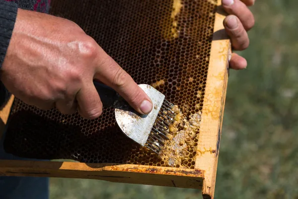 Odviečkovacia vidlička s plastovou rúčkou 10,5 cm CH-BEE3875