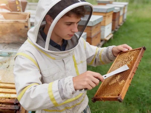 Včelárske dláto nerezové 26 cm CH-BEE6600