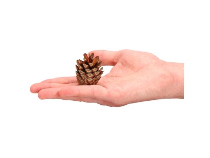 CT0107 SADA ŠIŠIEK 500 G