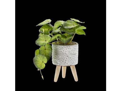 UMELÁ RASTLINA 20 CM