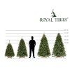 Royal trees sibirsky smrek 180 cm S-CT0260