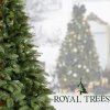 Royal trees sibirsky smrek 180 cm S-CT0260