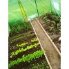 ZÁHRADNÝ FÓLIOVÝ TUNEL 5-SEGMENTOVÝ ZELENÝ 8 x 3 x 2 M *5620