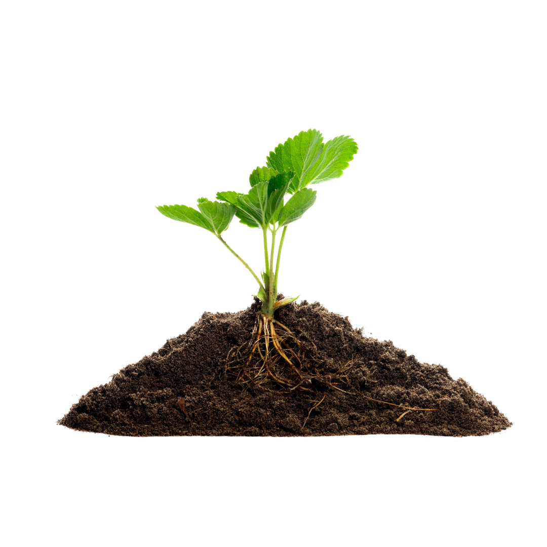 Kompostování krok za krokem: Všechny tipy na jednom místě