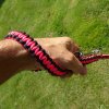 paracord vodítko kobra reflex růžové