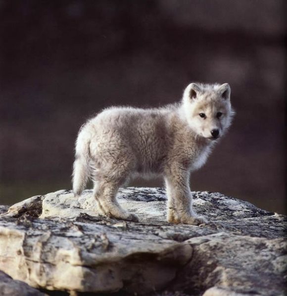 Vlče roztomilé mládě vlka v přírodě v lese na skále