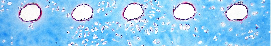 CHONDROCYTES1083x186