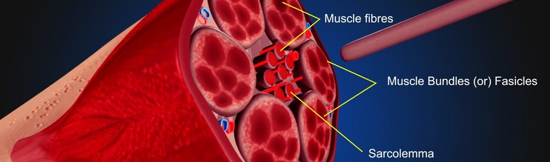 IASTM_muscle1084x320