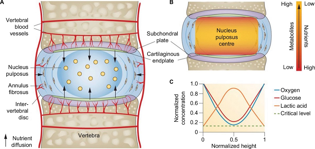 disc_nutrition_diffusion1083