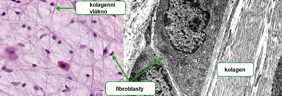 extracellular_matrixCZ1083x370